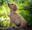 HUNDogFODER.dk logo